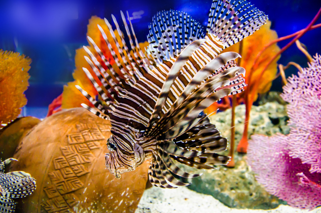 Lionfish jigsaw puzzle in Under the Sea puzzles on TheJigsawPuzzles.com