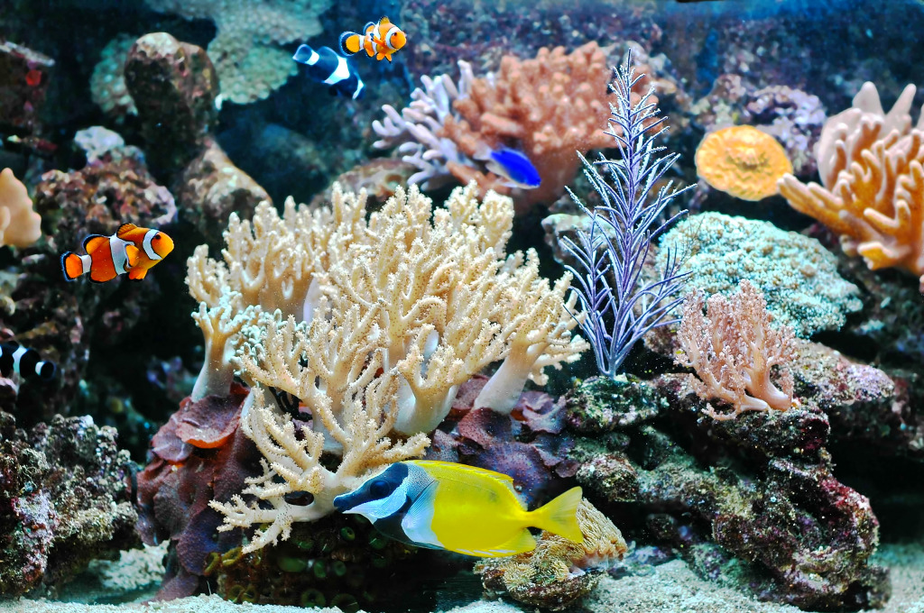 Tropical Fishes in the Aquarium jigsaw puzzle in Under the Sea puzzles on TheJigsawPuzzles.com