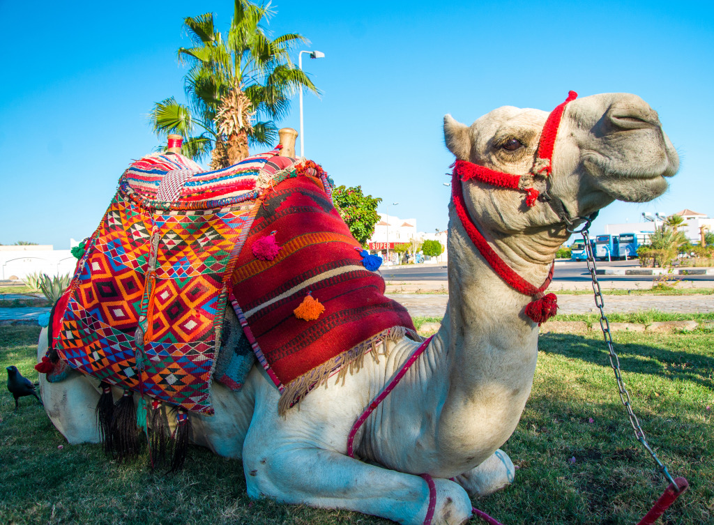 Camel in Egypt jigsaw puzzle in Animals puzzles on TheJigsawPuzzles.com