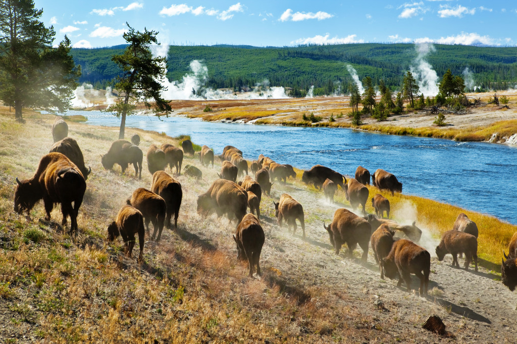 A Herd of Bison, Yellowstone NP jigsaw puzzle in Animals puzzles on TheJigsawPuzzles.com
