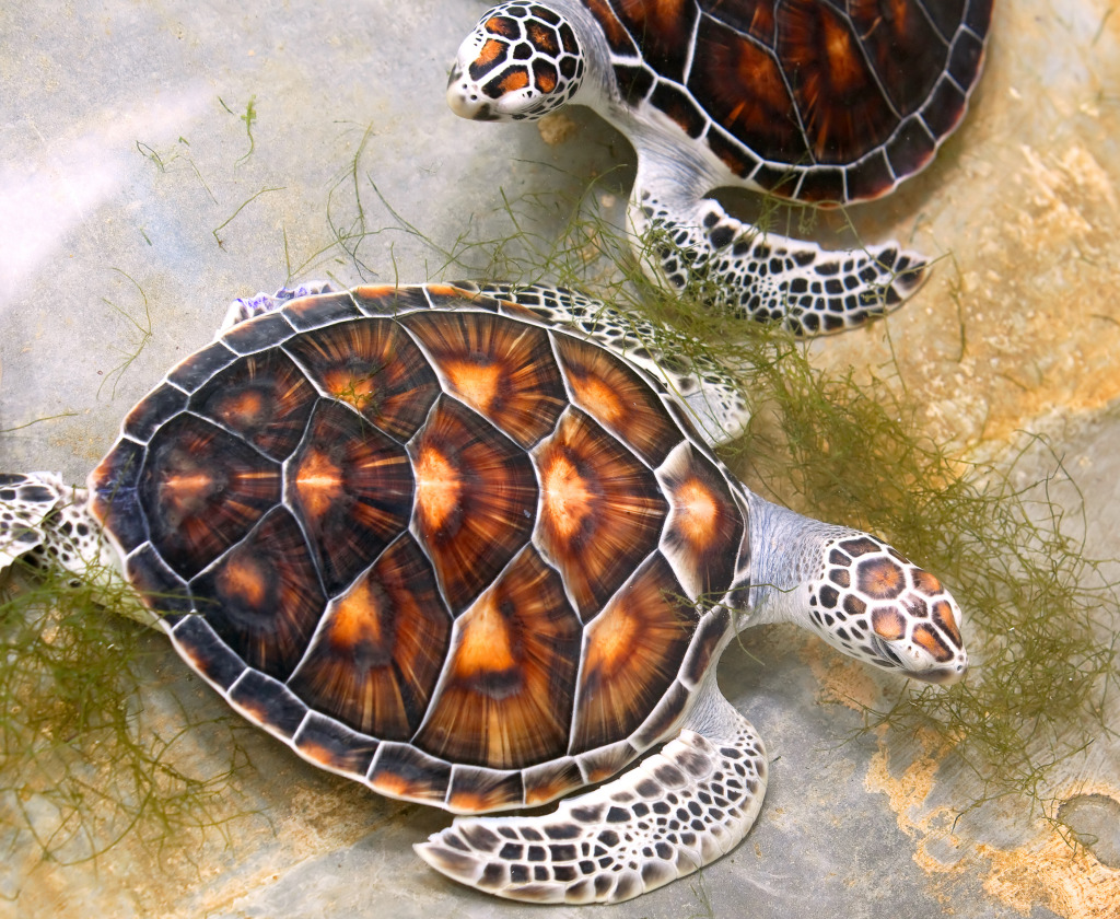 Sea Turtles in Thai Nursery jigsaw puzzle in Animals puzzles on TheJigsawPuzzles.com