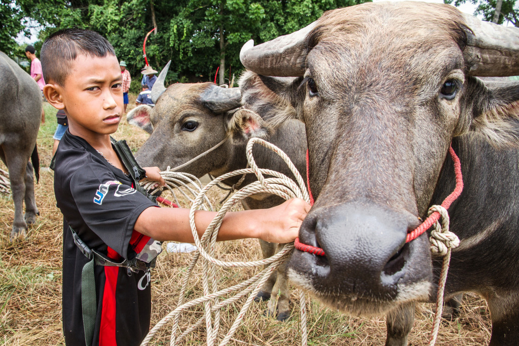 Water Buffalo Racing Festival, Thailand jigsaw puzzle in People puzzles on TheJigsawPuzzles.com