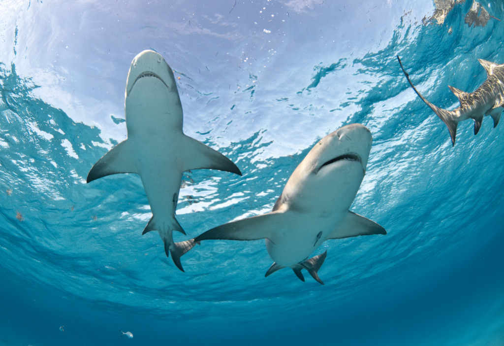 Lemon Sharks jigsaw puzzle in Under the Sea puzzles on TheJigsawPuzzles.com