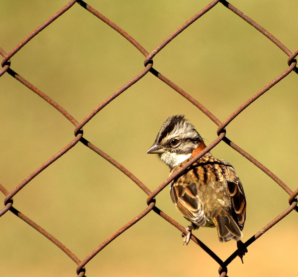 Rufous-collared Sparrow jigsaw puzzle in Animals puzzles on TheJigsawPuzzles.com