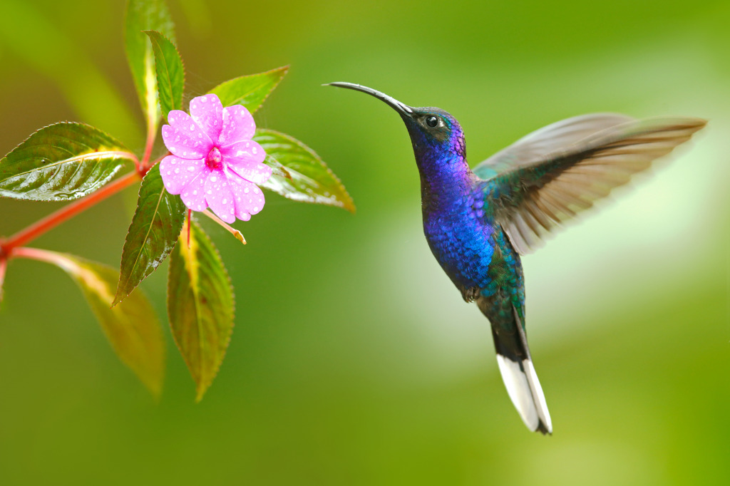 Violet Sabrewing Hummingbird jigsaw puzzle in Macro puzzles on TheJigsawPuzzles.com