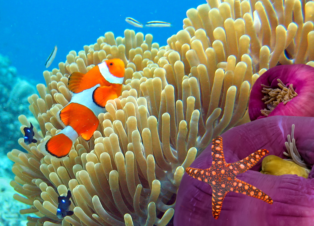 Anemone and Clownfish, Koh Tao Island, Thailand jigsaw puzzle in Under the Sea puzzles on TheJigsawPuzzles.com