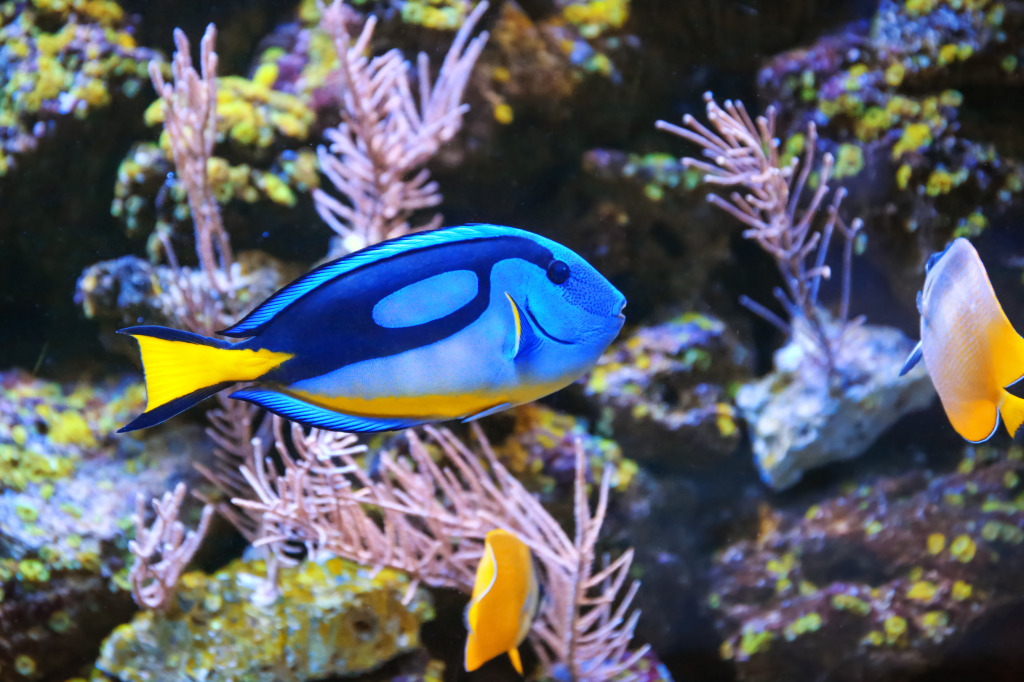 Palette Surgeonfish jigsaw puzzle in Under the Sea puzzles on TheJigsawPuzzles.com