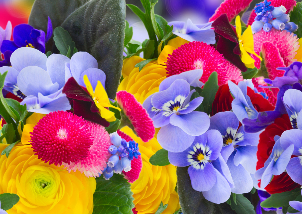 Violets, Pansies, Daisies and Ranunculus jigsaw puzzle in Flowers puzzles on TheJigsawPuzzles.com