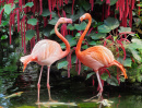 Flamingo Couple