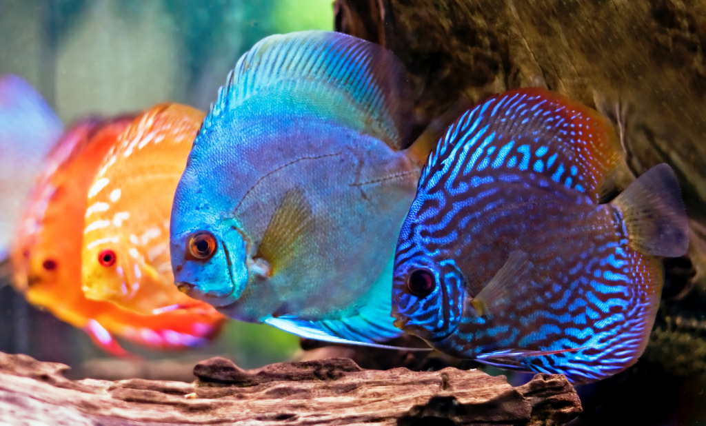 Discus Fish jigsaw puzzle in Under the Sea puzzles on TheJigsawPuzzles.com