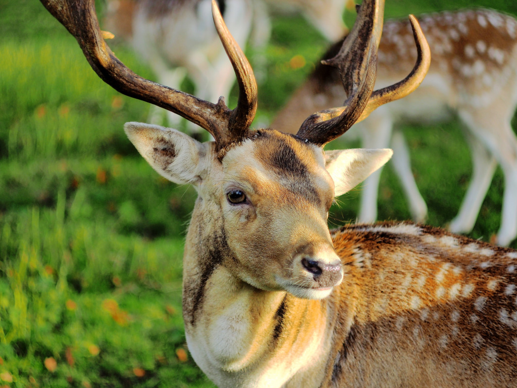 Deer jigsaw puzzle in Animals puzzles on TheJigsawPuzzles.com