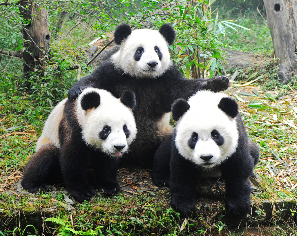 Three Giant Pandas jigsaw puzzle in Animals puzzles on TheJigsawPuzzles.com