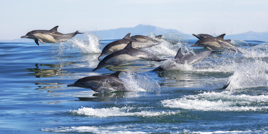 Long-Beaked Common Dolphins jigsaw puzzle in Animals puzzles on TheJigsawPuzzles.com