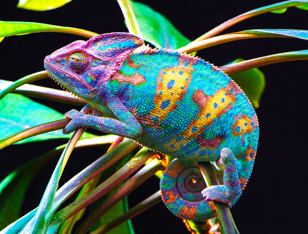 Yemen Chameleon jigsaw puzzle in Animals puzzles on TheJigsawPuzzles.com