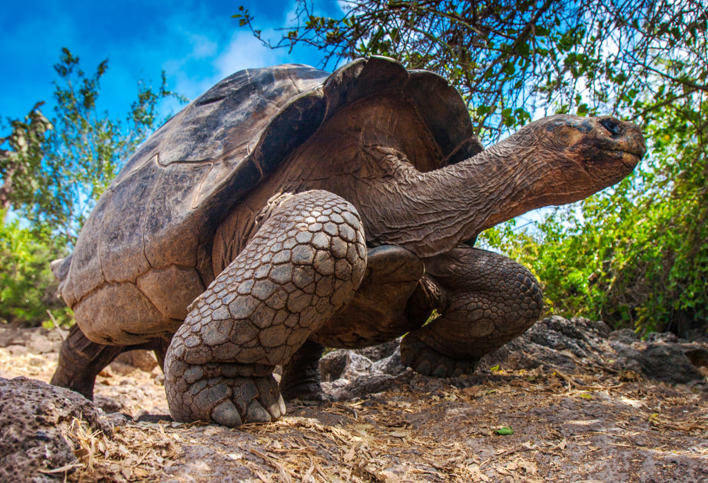 Tortoise, Galapagos Islands jigsaw puzzle in Animals puzzles on TheJigsawPuzzles.com