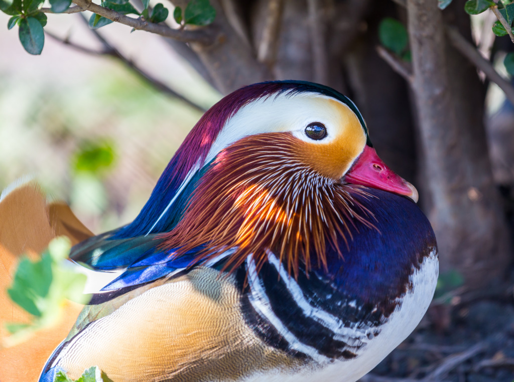 Mandarin Duck jigsaw puzzle in Animals puzzles on TheJigsawPuzzles.com