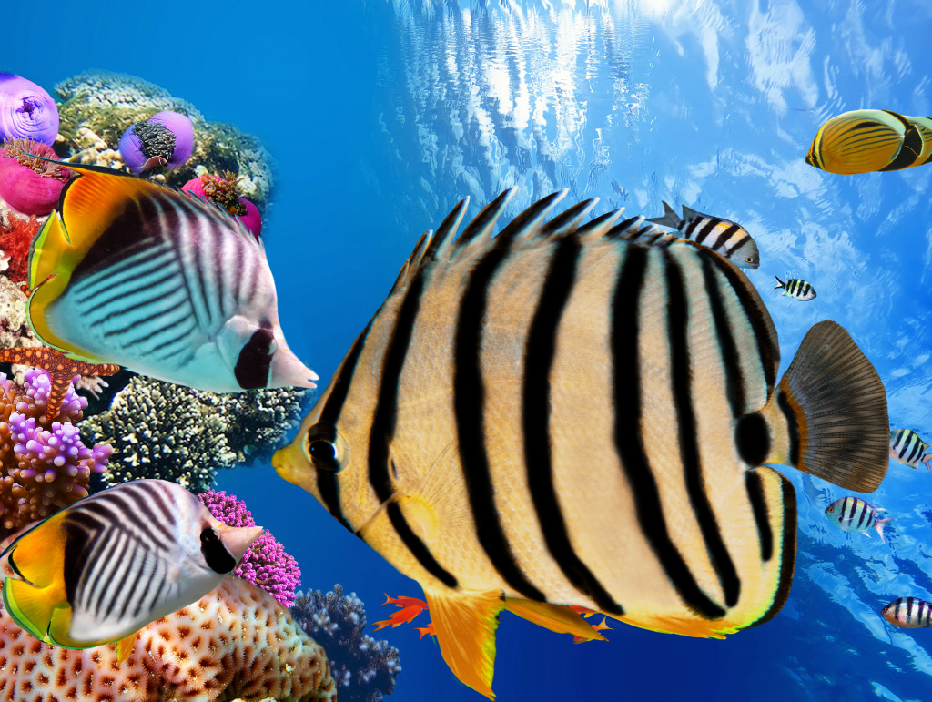 Corals and Tropical Fish, Red Sea jigsaw puzzle in Under the Sea puzzles on TheJigsawPuzzles.com
