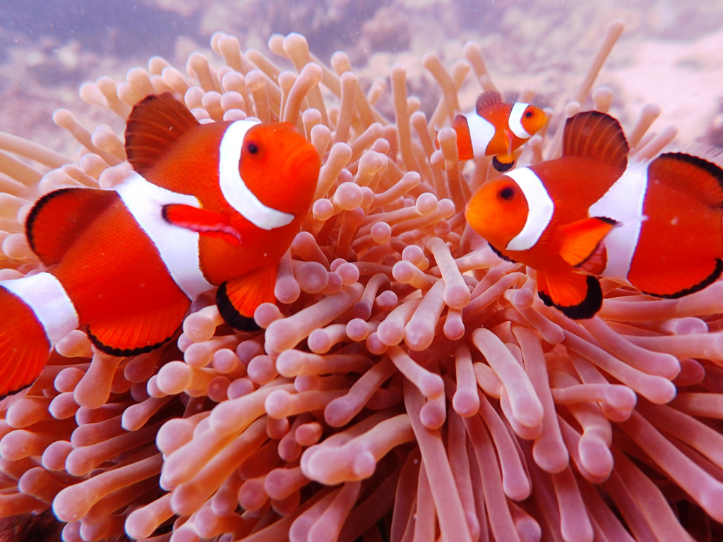 Anemonefish, Tioman Island, Malaysia jigsaw puzzle in Under the Sea puzzles on TheJigsawPuzzles.com