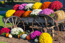 Mums in an Old Farm Wagon