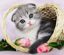 Scottish Fold Kitten