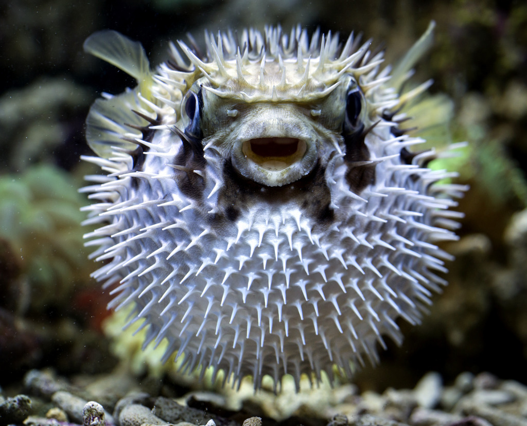 Puffer Fish jigsaw puzzle in Under the Sea puzzles on TheJigsawPuzzles.com