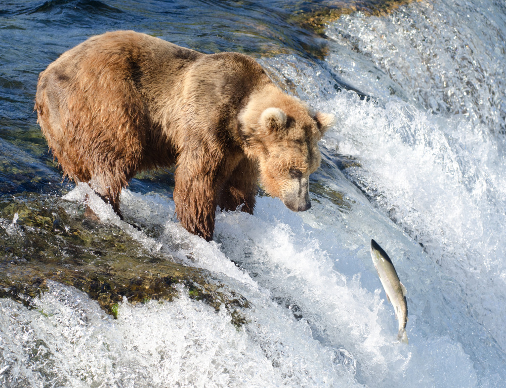 Brooks Falls, Katmai National Park jigsaw puzzle in Animals puzzles on TheJigsawPuzzles.com