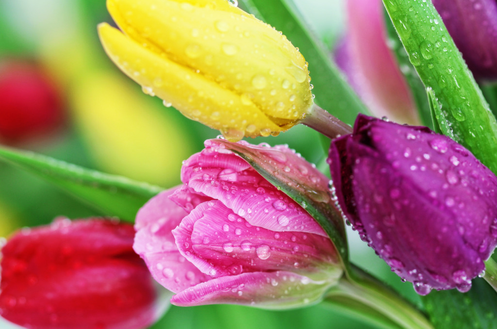 Spring Tulips jigsaw puzzle in Macro puzzles on TheJigsawPuzzles.com