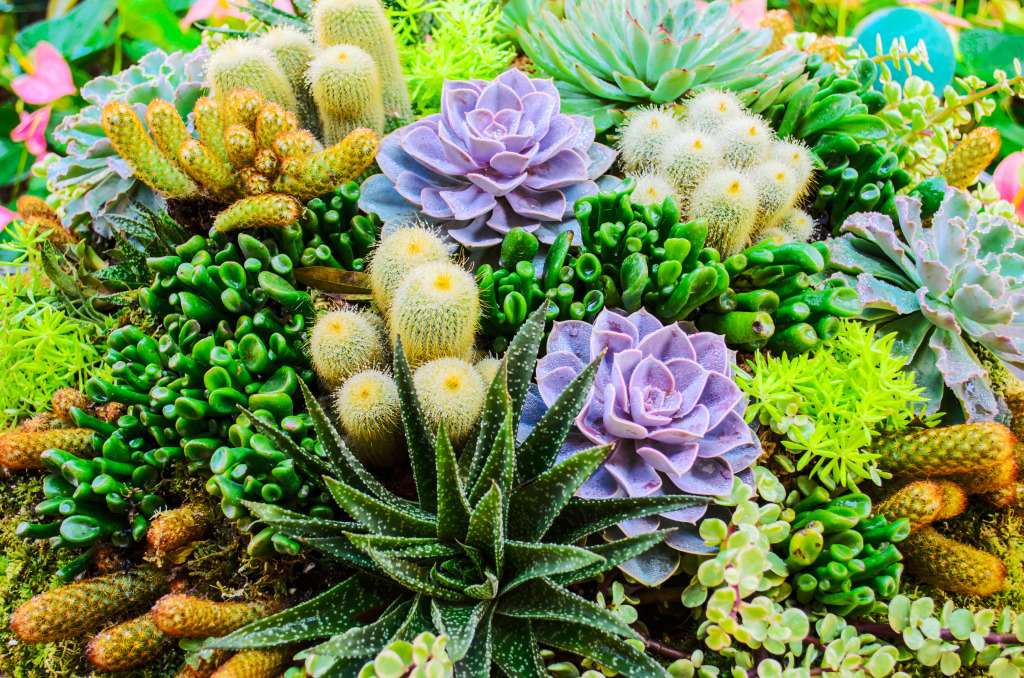 Succulents jigsaw puzzle in Flowers puzzles on TheJigsawPuzzles.com