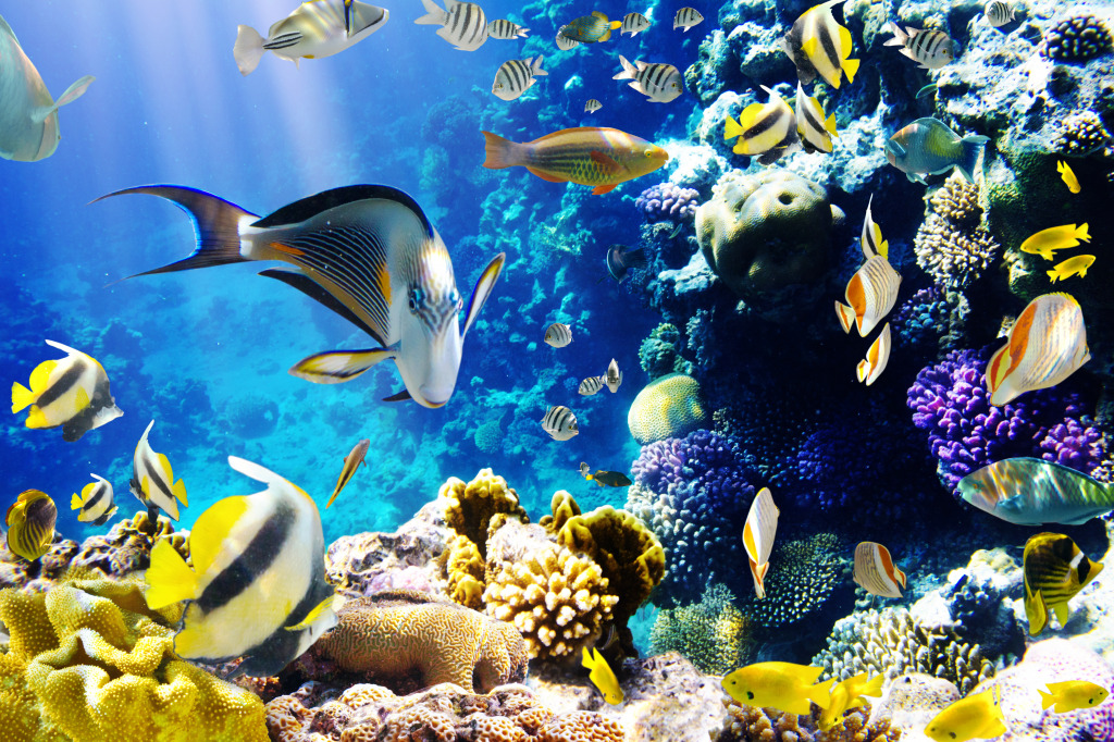 Tropical Fish on a Coral Reef jigsaw puzzle in Under the Sea puzzles on TheJigsawPuzzles.com