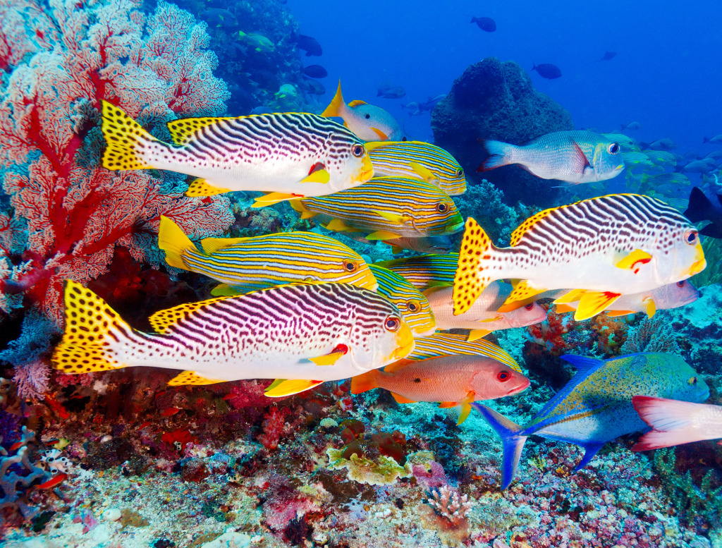 Underwater Landscape with Sweetlips jigsaw puzzle in Under the Sea puzzles on TheJigsawPuzzles.com