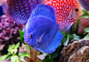 Discus Fish