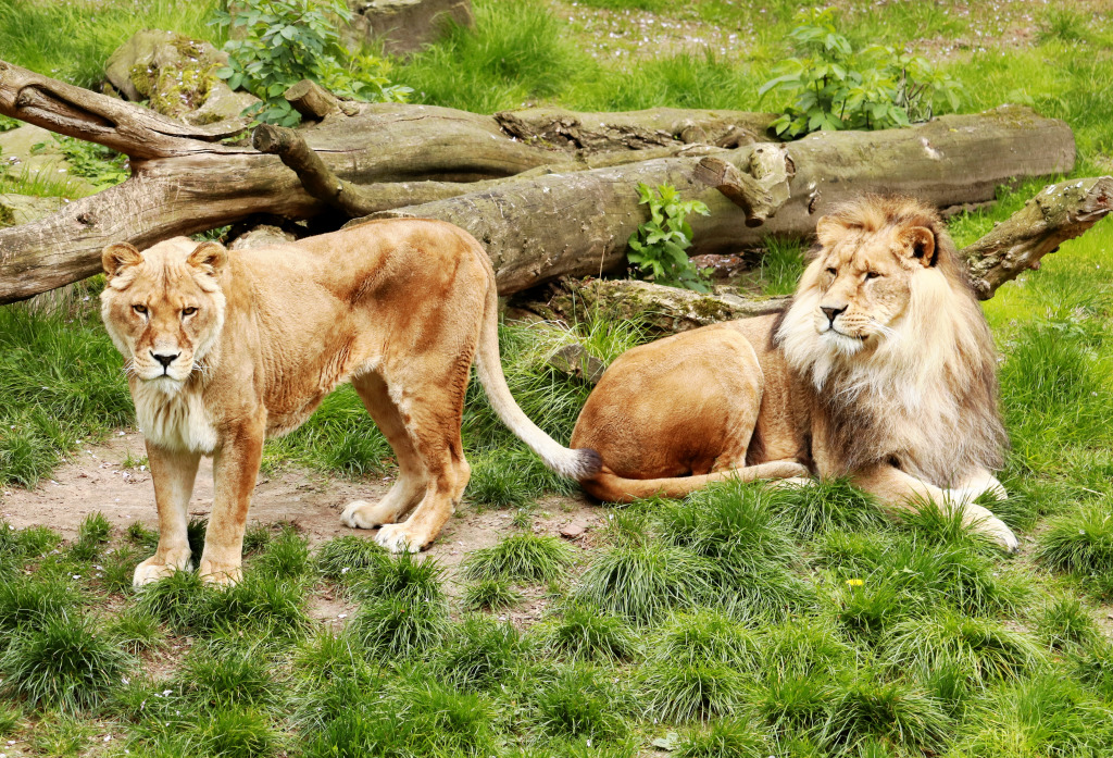 Couple of Lions jigsaw puzzle in Animals puzzles on TheJigsawPuzzles.com