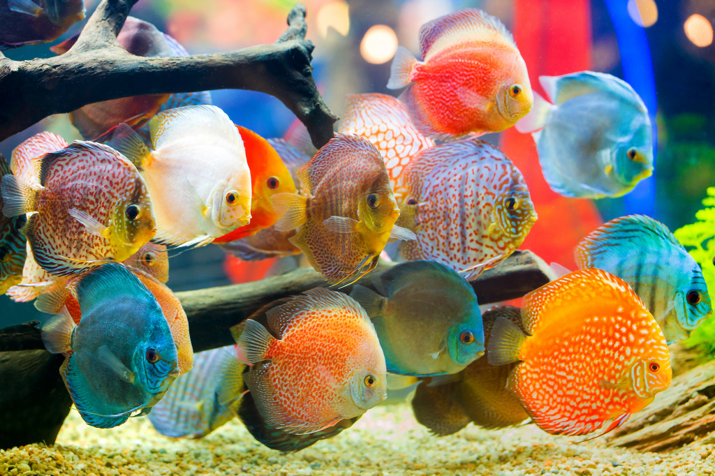 Discus Fish jigsaw puzzle in Under the Sea puzzles on TheJigsawPuzzles.com