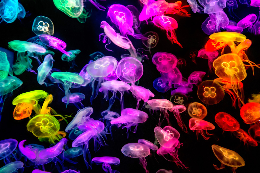 Jellyfish in Neon Lights jigsaw puzzle in Under the Sea puzzles on TheJigsawPuzzles.com