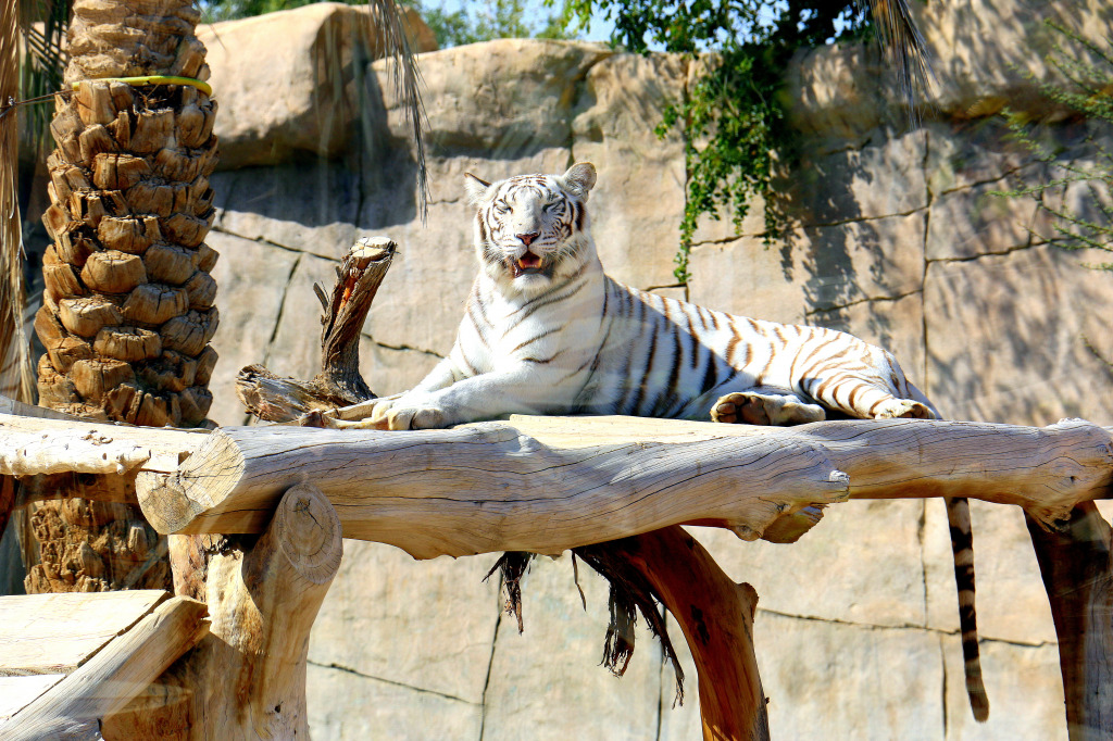 White Bengal Tiger jigsaw puzzle in Animals puzzles on TheJigsawPuzzles.com