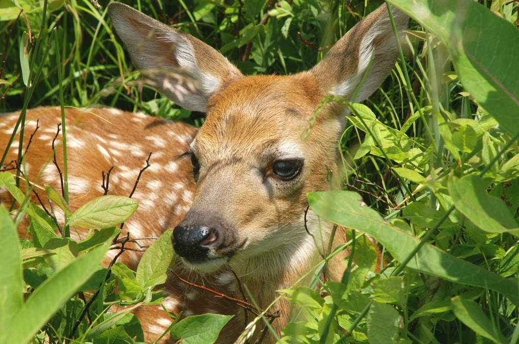 Virginia White-tail Fawn jigsaw puzzle in Animals puzzles on TheJigsawPuzzles.com