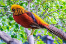 Golden Pheasant, Tenerife, Canary Islands