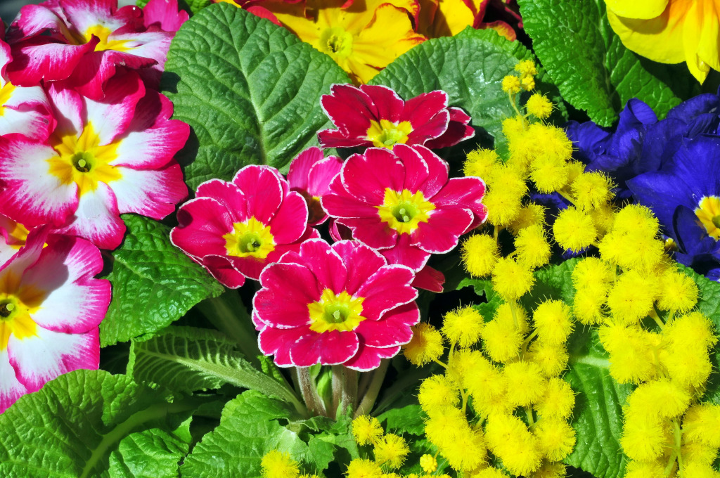 Primula Flowers with Mimosa jigsaw puzzle in Flowers puzzles on TheJigsawPuzzles.com