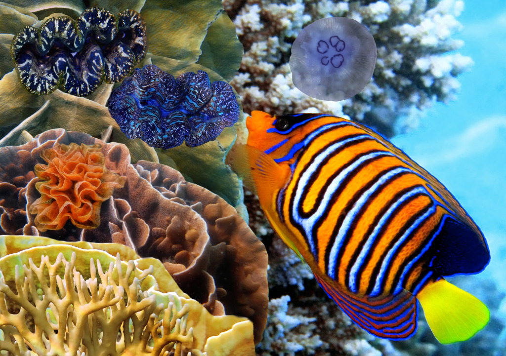 Coral Reef jigsaw puzzle in Under the Sea puzzles on TheJigsawPuzzles.com