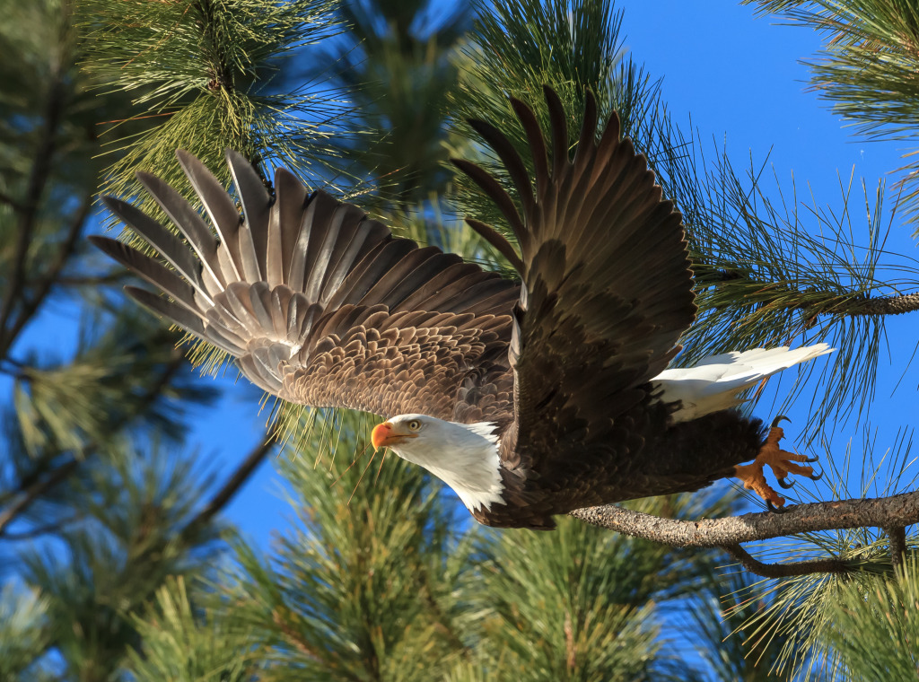 American Bald Eagle jigsaw puzzle in Animals puzzles on TheJigsawPuzzles.com