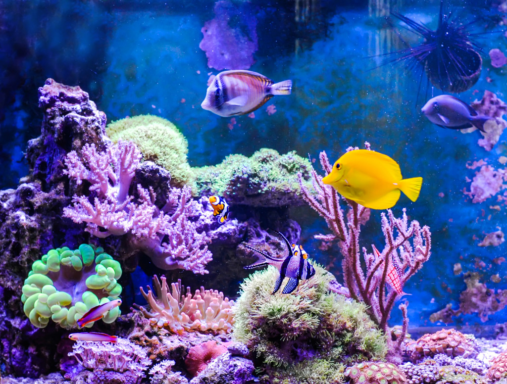 Marine Aquarium jigsaw puzzle in Under the Sea puzzles on TheJigsawPuzzles.com