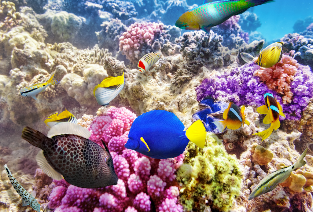 Wonderful Underwater World jigsaw puzzle in Under the Sea puzzles on TheJigsawPuzzles.com