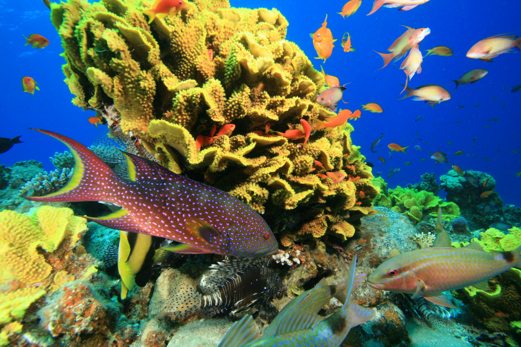 Tropical Coral Reef jigsaw puzzle in Under the Sea puzzles on TheJigsawPuzzles.com