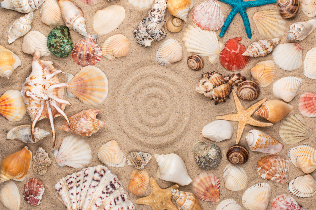 Seashells and Stars jigsaw puzzle in Macro puzzles on TheJigsawPuzzles.com