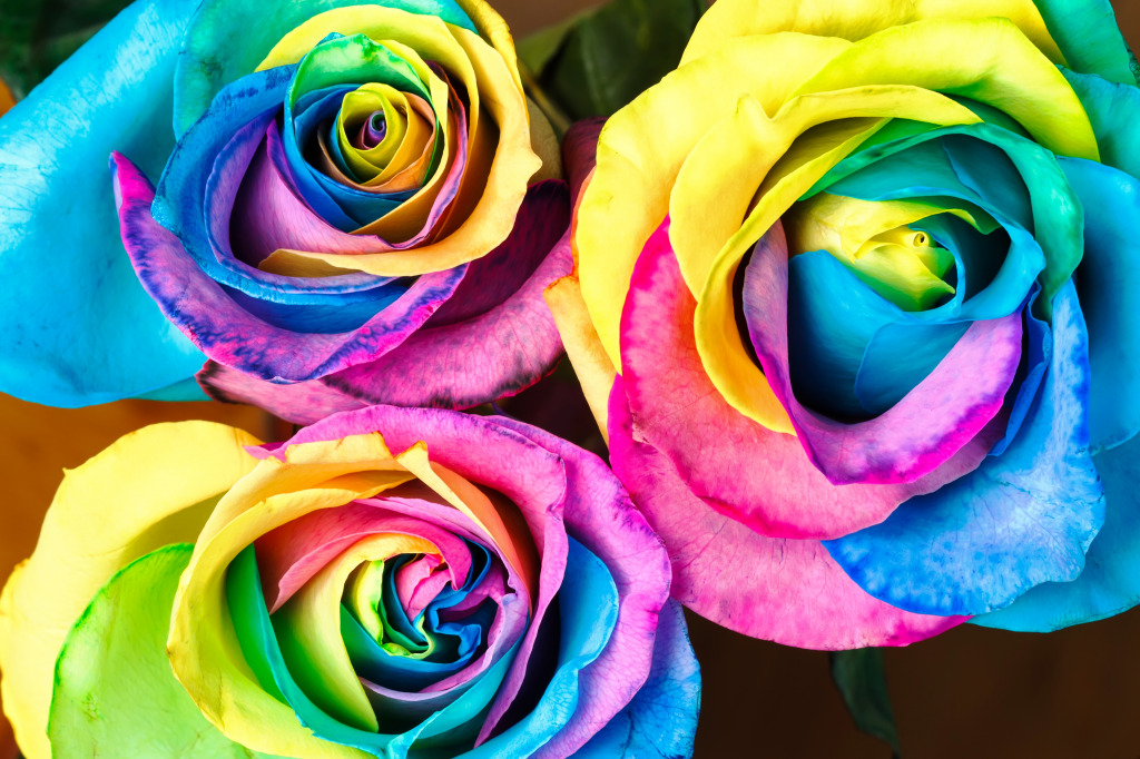 Rainbow Roses jigsaw puzzle in Puzzle of the Day puzzles on TheJigsawPuzzles.com