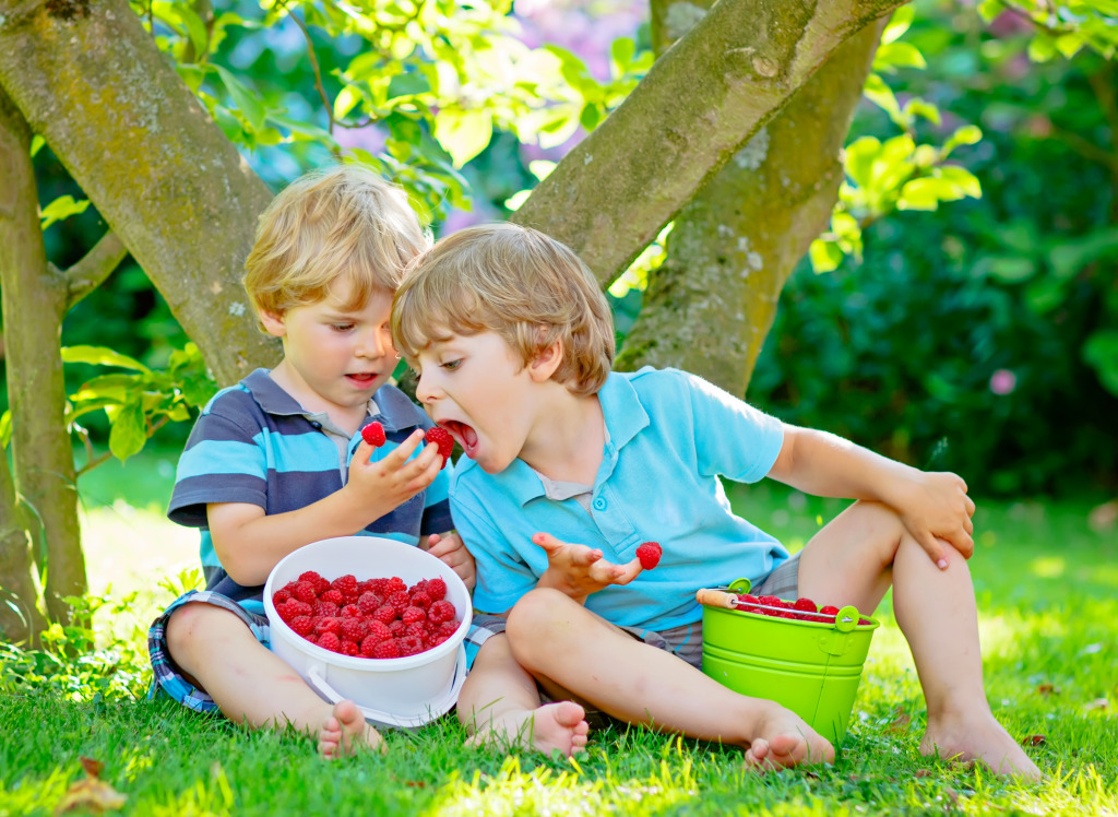 Having Fun on a Raspberry Farm jigsaw puzzle in Fruits & Veggies puzzles on TheJigsawPuzzles.com