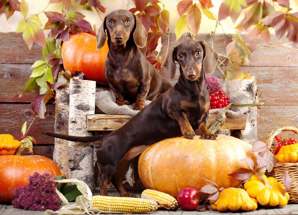 Rabbit Dachshunds and Pumpkins jigsaw puzzle in Puzzle of the Day puzzles on TheJigsawPuzzles.com