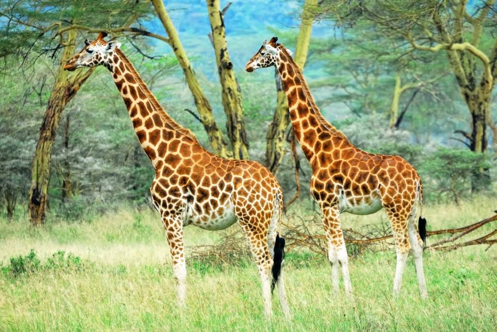 Giraffes in the Lake Nakuru NP, Kenya jigsaw puzzle in Animals puzzles on TheJigsawPuzzles.com