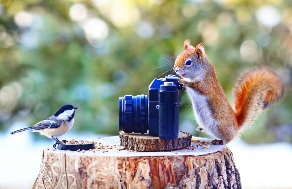 Squirrel Photographer and Chickadee Model jigsaw puzzle in Animals puzzles on TheJigsawPuzzles.com