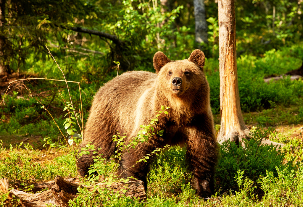 Brown Bear in the Finnish Forest jigsaw puzzle in Animals puzzles on TheJigsawPuzzles.com